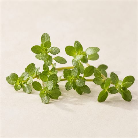 Tørret bacopa med små grønne blade og stængeldele