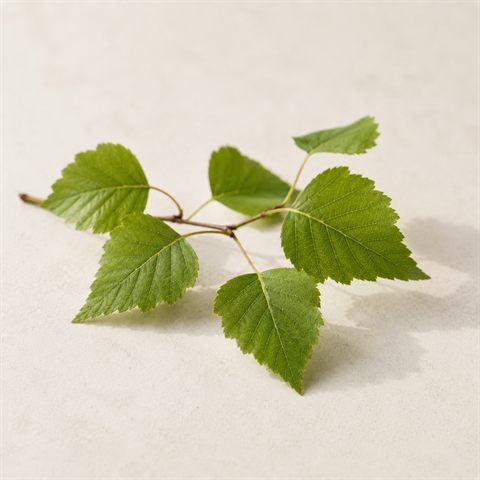 Foglia di betulla, foglie verdi essiccate di betulla.