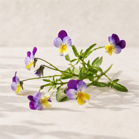 Fiori di viola del pensiero selvatica