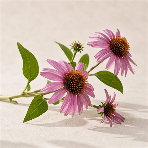 Lyserøde echinacea-blomster (rød solhat)