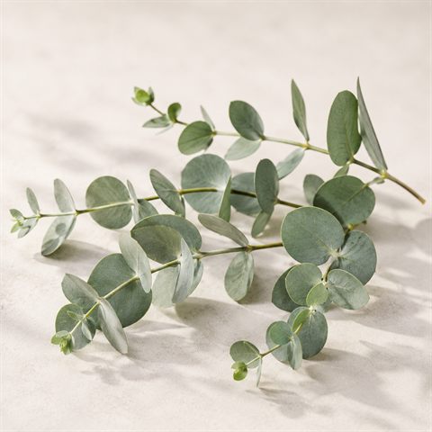 Rametto di eucalipto con foglie allungate e verde-grigio