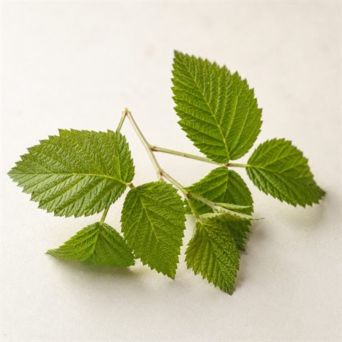 Dried raspberry leaf in finely cut dark-green pieces
