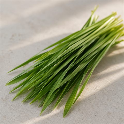 Erba d'orzo fresca dai fili verdi