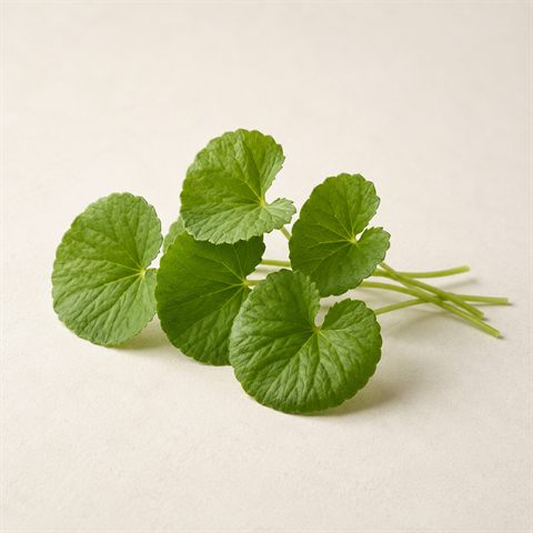 Tørret gotu kola med små vifteformede grønne blade