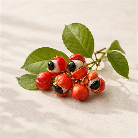 Guarana-Samen mit roter Schale