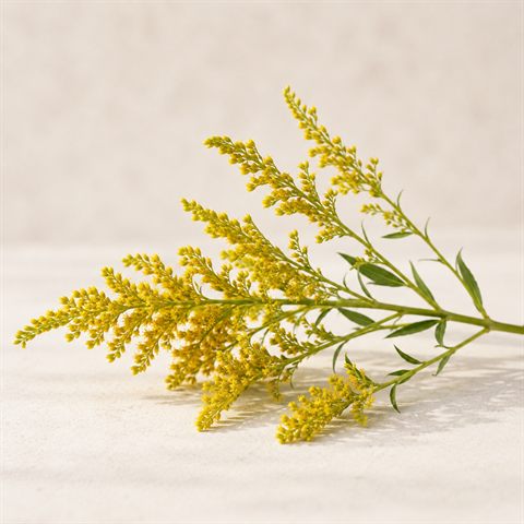 Verga d'oro, sommità fiorite gialle e foglie essiccate.