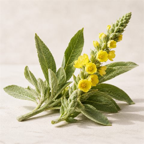 Fiori gialli di verbasco
