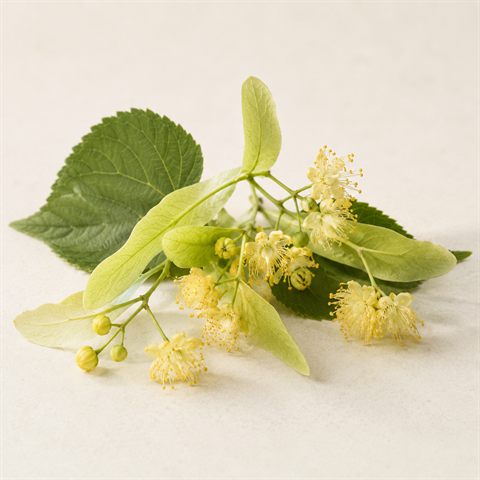 Getrocknete Lindenblüten mit hellgelben Blüten und Hochblättern