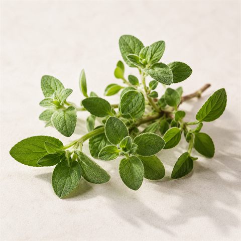 Takjes oregano met ovale groene blaadjes