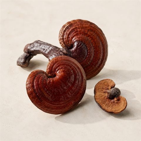 Fungo reishi essiccato con cappello bruno-rossastro lucido