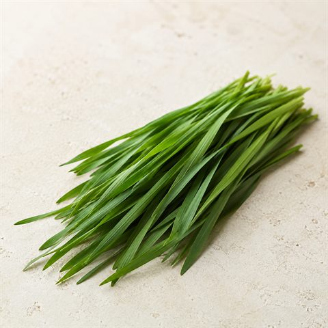 Fresh wheatgrass with green blades