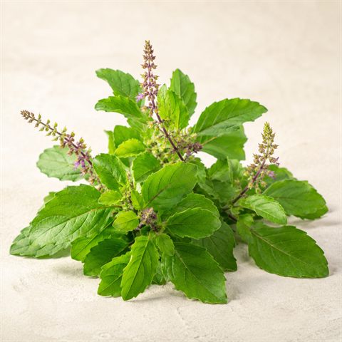 Tulsi (basilico sacro)