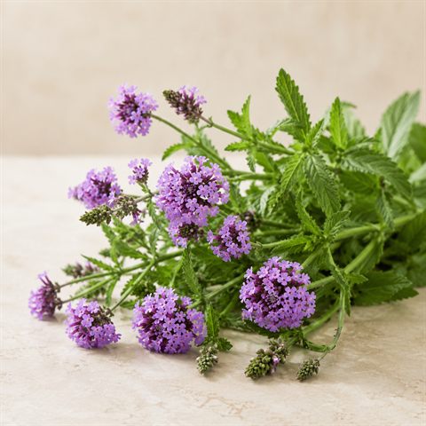 Verbena (verbena comune)