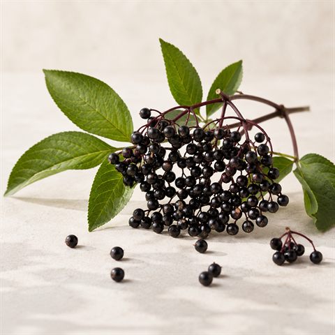 Dunkle Holunderbeeren
