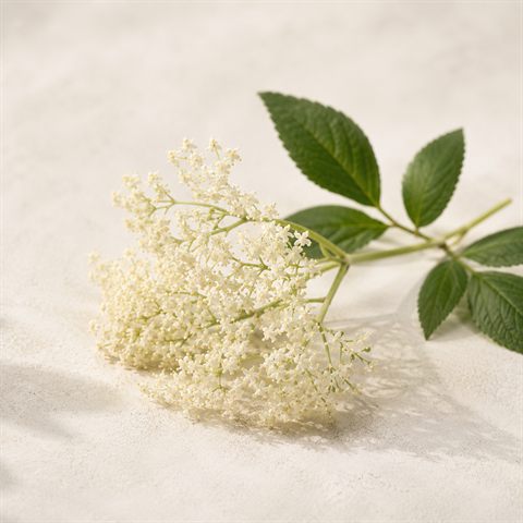 Hvide hyldeblomster